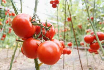 Rani Sati Creation tomato Seed(75 per packet)
