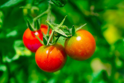 THAMMAR tomato Seed(120 per packet)