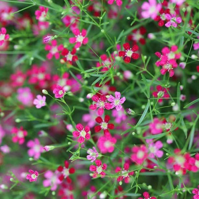 Aywal Gypsophila Mix Color Flower Seed(1 g)