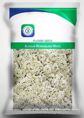 CYBEXIS Alyssum Royal Carpet - Purple Flower Seed(1 g)