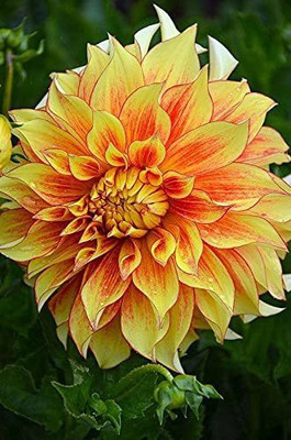 Aywal Dahlia Mixed Seeds Cactus Dwarf Rare Flower Seed(90 per packet)