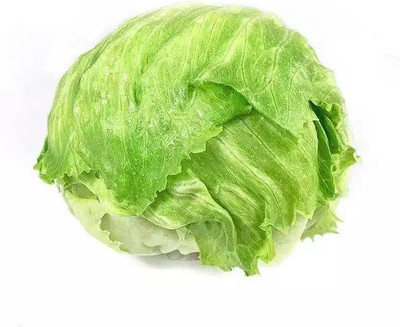 Quentova ICEBERG lettuce green-PUAS-22T Seed(200 per packet)