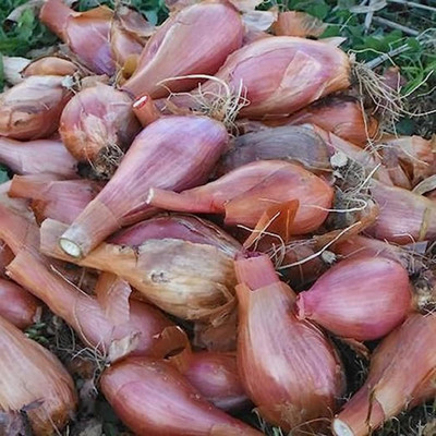 KNESSiN Gray French Shallot Onion Seeds For Kitchen Gardening-(600 Seeds) Seed(600 per packet)