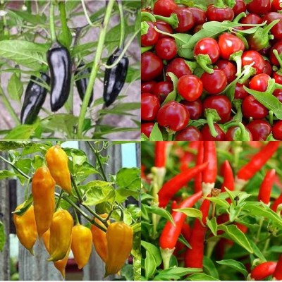 ibains Eagle chilli seeds180 Seed(180 per packet)