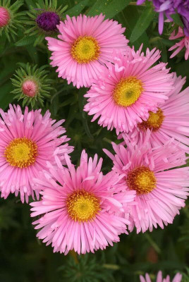 Lorvox Aster Hybrid Flower Seed(65 per packet)