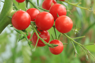 Nema tomato Seed(130 per packet)