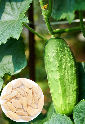 Seedsilk Store Cucumber Seeds Planting | Khira Vegetable For Planting Seed(50 per packet)