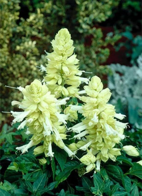 Lorvox Salvia Mix Seed(75 per packet)