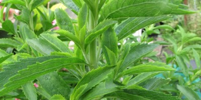 Quentova Stevia Sweet Leaves Herb Plant-HQL-22S Seed(200 per packet)