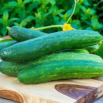 VibeX TLX-24 - Garden Sweet Cucumber - (1350 Seeds) Seed(1350 per packet)