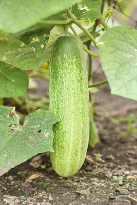 LPR CUCUMBER ,KHIRA Seed(100 per packet)