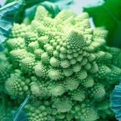 Qualtivate HYB-9A Romanesco Cauliflower Seeds Seed(300 per packet)