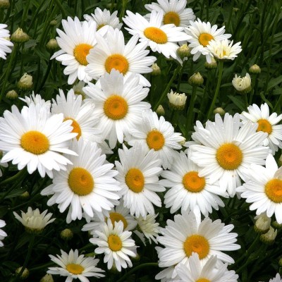 CYBEXIS Shasta Daisy, Silver Princess200 Seeds Seed(200 per packet)