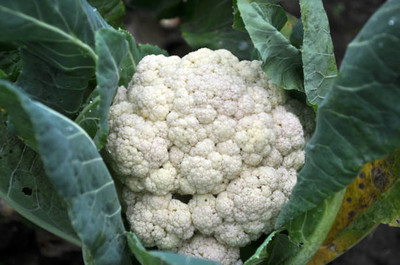 Ansaldo STS white cauliflower,gobhee seeds Seed(20 per packet)