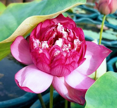 LPR LOTUS,KAMAL Seed(10 per packet)