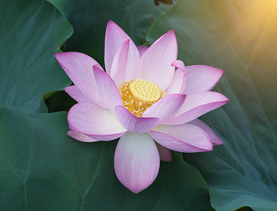 pottit lotus,kamal gatta Seed(11 per packet)