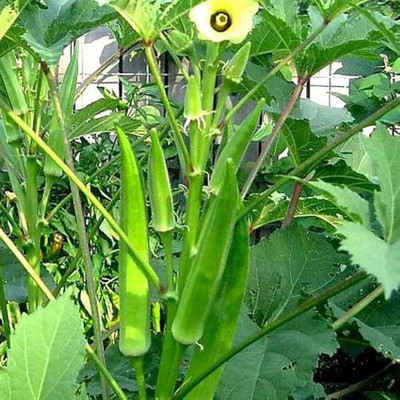 ibains Ladyfinger seed Seed(86 per packet)