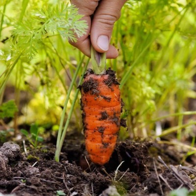 KNESSiN Vegetable - Carrot Royal Chantenay 3 Seed(250 per packet)