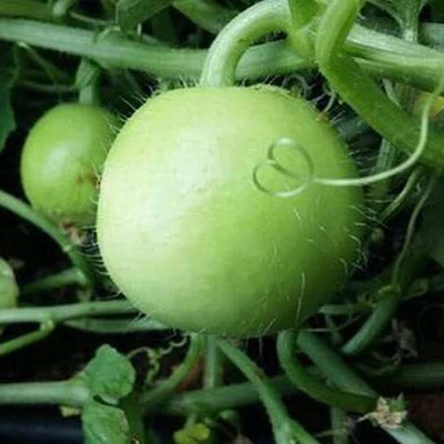 Lorvox Tinda Hybrid Vegetable Seed(80 per packet)