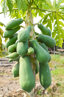 Pbevergreen Taiwan red lady papaya 1460+ Seed(12 g)