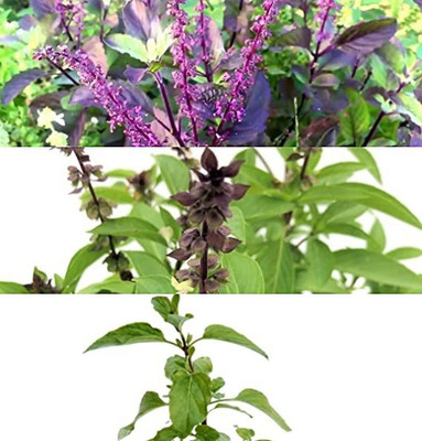 BEEJ TANTRA 3 VARIETY OF BASIL MARUA BASIL RAMA TULSI AND KRISHNA TULSI Seed(100 per packet)