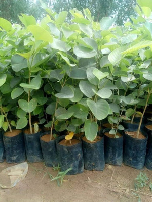 ibains Chandan seeds Seed(40 per packet)