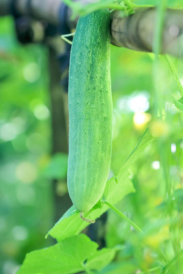 abiswas Desi White Cucumber Vegetable Seed(121 per packet)