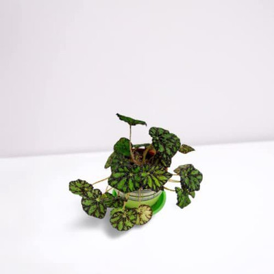 VibeX TLX-41 - Begonia Bowerae Roseflora Evergreen - (270 Seeds) Seed(270 per packet)