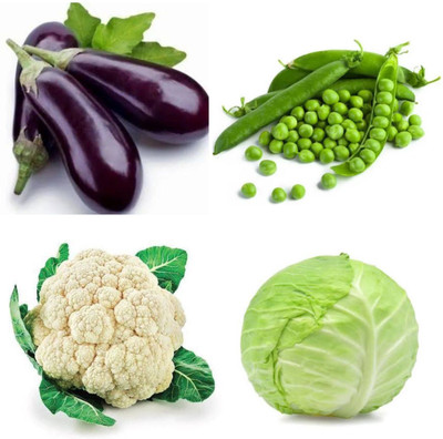 PSAgroinput Pattagobhi-PhoolGobhi-MATAR-Brinjal- Pack of 4 Seed(100 g)