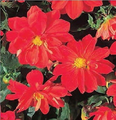 LPR DAHLIA Seed(20 per packet)