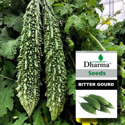 Hybride Bitter Gourd, Karela, Korola Seed(100 per packet)