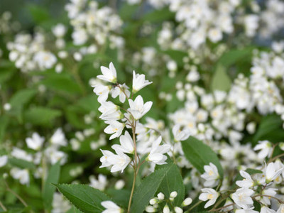 seedex gypsophila flower Seed(50 per packet)