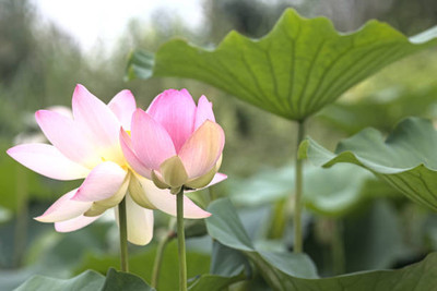 Go Raw lotus,kamal gatta Seed(10 per packet)