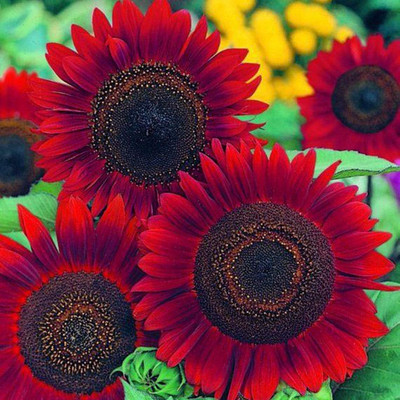 Dasstore RED SUNFLOWER Seed(10 per packet)