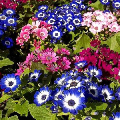 CYBEXIS Cineraria British Beauty Mix-50 Seeds Seed(50 per packet)