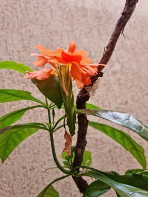 Petsella kanakambaram-firecracker-crossandra Seed(37 per packet)