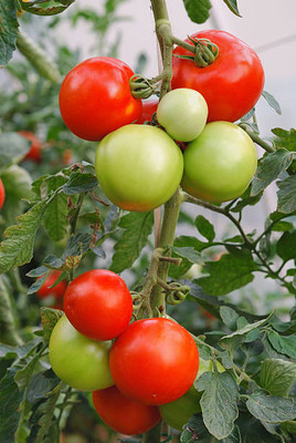 Kritharth Creation tomato Seed(75 per packet)