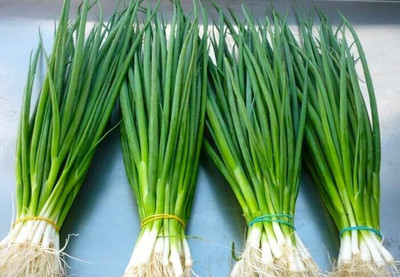 Biosnyg Hybrid Batun Bunching Onion Seeds for Terrace Gardening-(3000 Seeds) Seed(3000 per packet)
