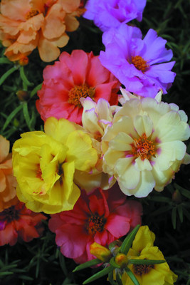 Quentova Portulaca grandiflora double mixed-KWI-22U Seed(75 per packet)
