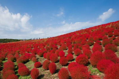 Quentova Kochia Burning Ornamental Grass Seeds-GBPUT-5T Seed(100 per packet)