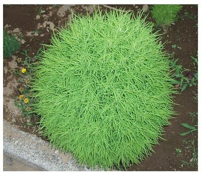 Quentova Summer Cypres / Grass Burning-VOX-11F Seed(250 per packet)