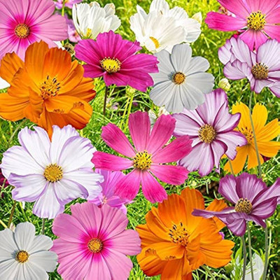 AMAJIT Cosmos flower mixed Seed,Makhmal,Mexican Aster,Genda Family,Asteraceae Seed(34 per packet)