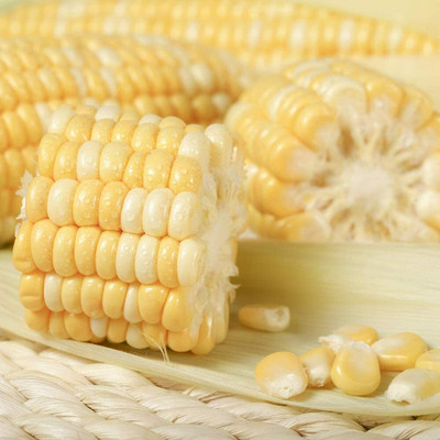 CYBEXIS Crop Sweetcorn Seeds2000 Seeds Seed(2000 per packet)