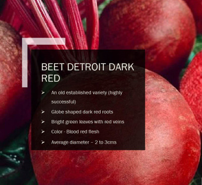 CYBEXIS BEETROOT DETROIT DARK RED SEEDS(1000 Seeds) Seed(1000 per packet)