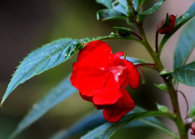 XOLDAA BALSAM FLOWER SEEDS Seed(30 per packet)