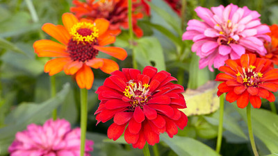 GREENSEA Zinnia Mixed Flower Seed(41 per packet)