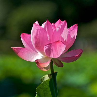 YUGANTAR lotus,kamal gatta Seed(11 per packet)