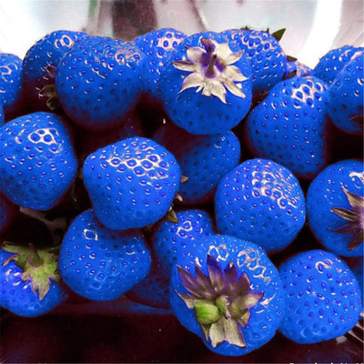 ActrovaX Giant Blue Strawberry for Planting,Rare [100 Seeds] Seed(100 per packet)
