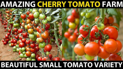 the green dotcom VNR Fresh Tamato Vegetable Hybrid Seed(50 per packet)