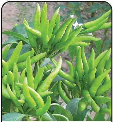 KNESSiN Pepper Chilli Hybrid Bengali surajmukhi Type Seed(200 per packet)